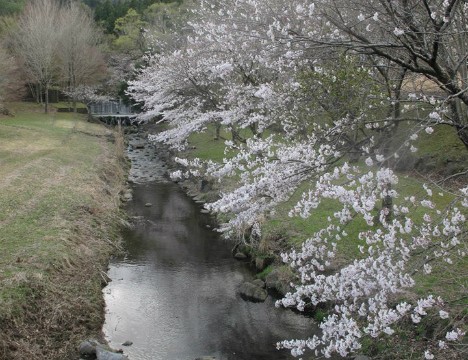 桜37