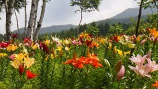 11828827_1644479365764196_6195606988043654331_n