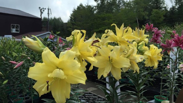 11900031_964401140286597_870578290397715896_n