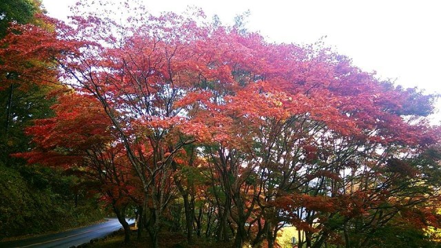 11990568_998017213591656_1624613649586913061_n