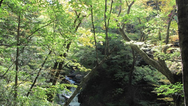 12068555_1666587703553362_6683419513488827652_o