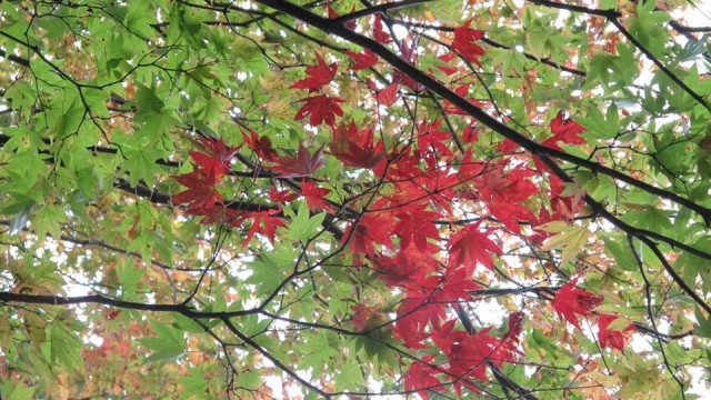 12088169_1667215710157228_3590008213203474882_n