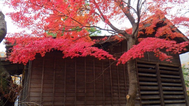 11224890_1672308229647976_3658471321278034508_o