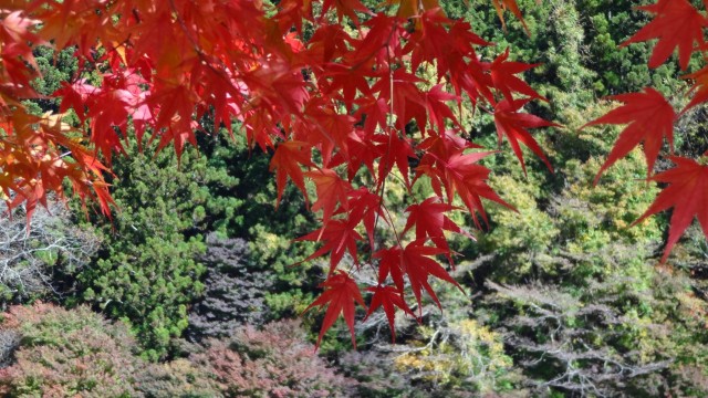 12182837_1671203466425119_6785712338877529444_o