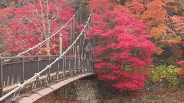 12183740_1672067119672087_8480329640561966262_o