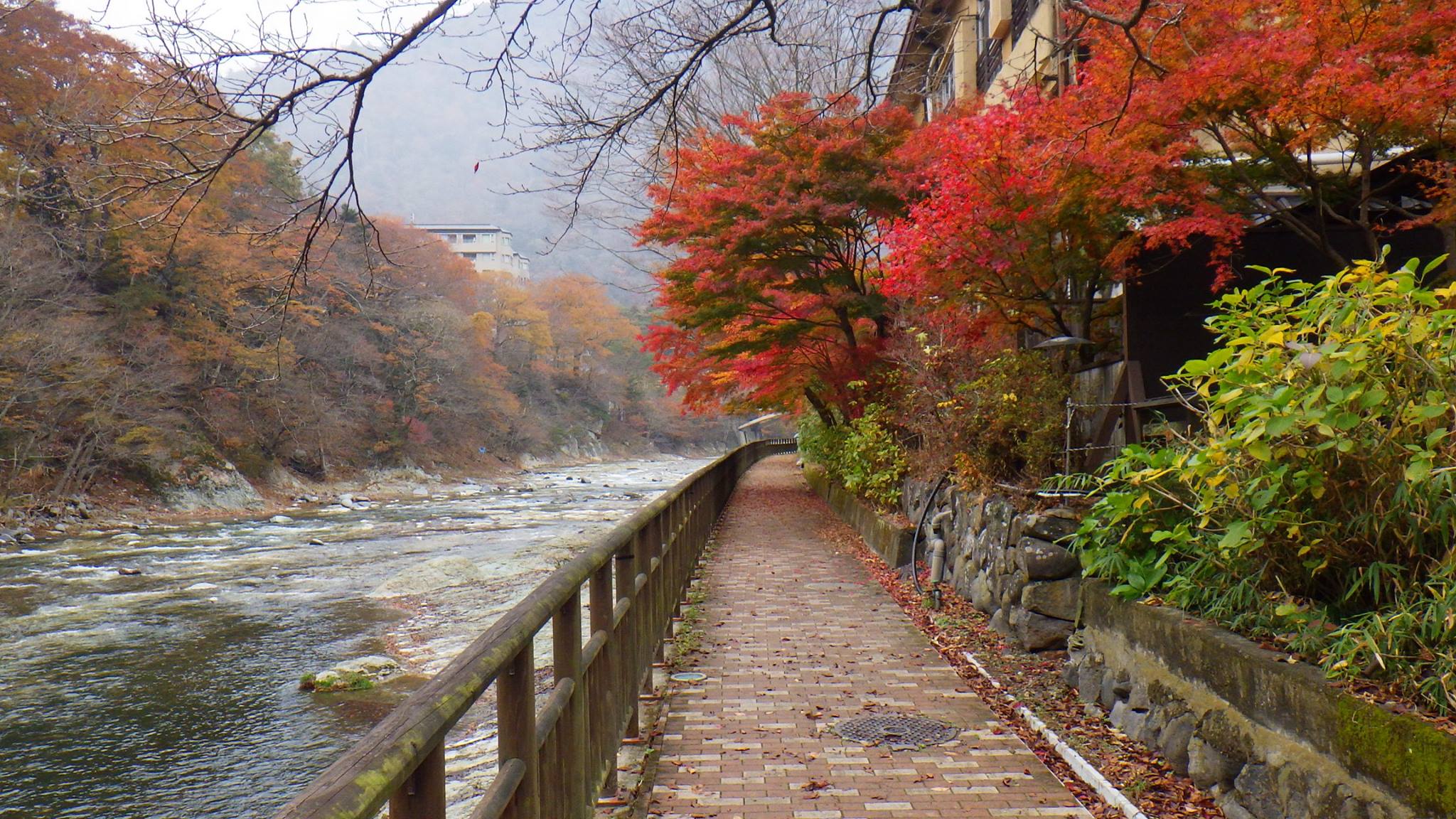 11 11 紅葉の様子 塩原渓谷線歩道 那須塩原の観光情報 公式 ココシル那須塩原