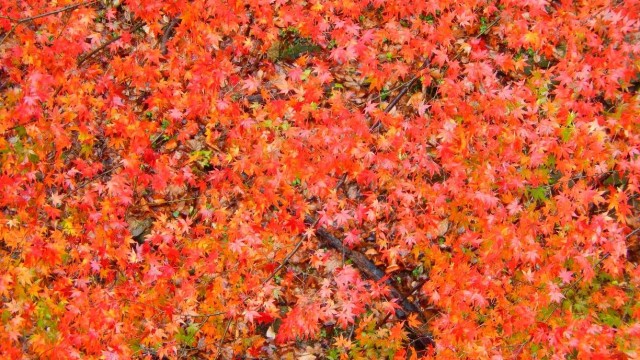 12240931_920002058090111_3553192930056727221_o