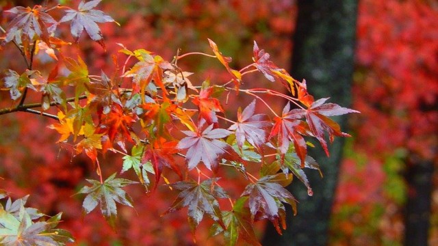 12244788_920002168090100_6210299949522324451_o