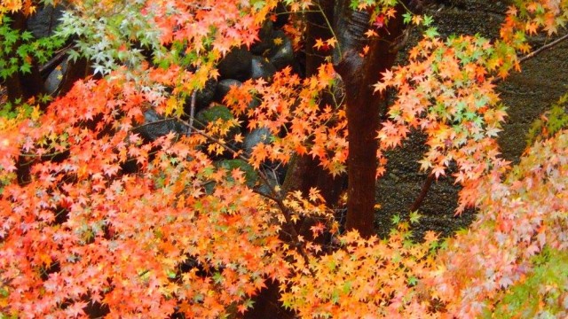 12248061_920002054756778_8530609576675402336_o