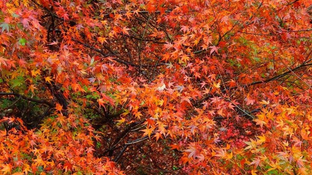 12291163_920002238090093_6220936248167007150_o