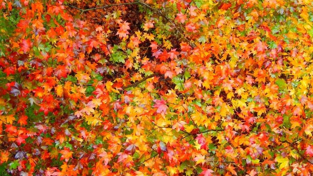 12291891_920002011423449_8142703182673416858_o