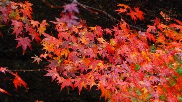 12314520_920002111423439_6765555092191097989_o