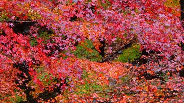 12314735_920002224756761_7553920106814956938_o