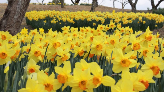 12890982_466773626864943_8375189961944868210_o