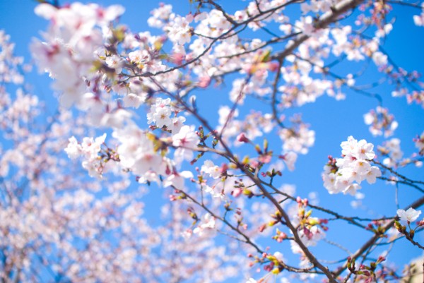 那須塩原へお花見にでかけよう 那須塩原の観光情報 公式 ココシル那須塩原