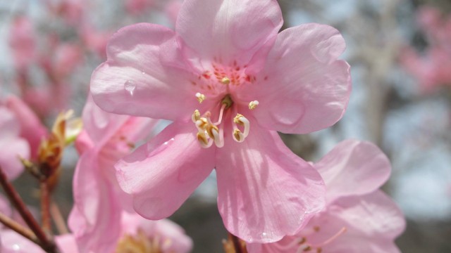 12961162_1718167501728715_9161043341478106052_o