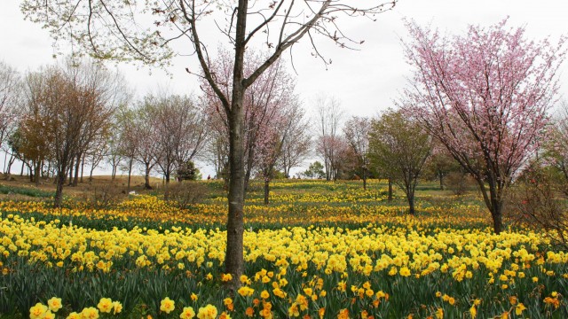 13002574_474430646099241_8106122871299722865_o