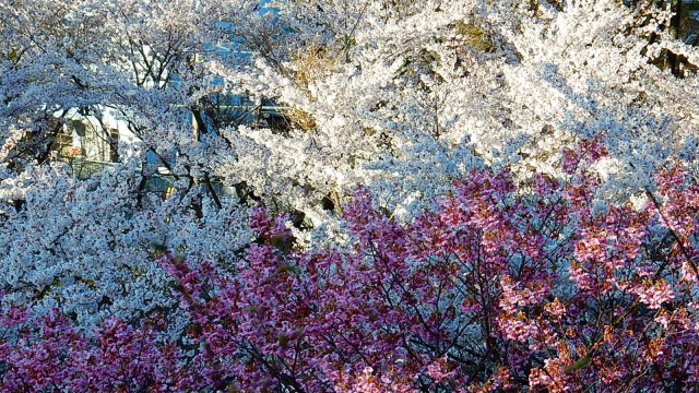 13041257_980876801967712_7089391194146572023_o