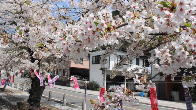 13055783_474430009432638_888598580984442574_o