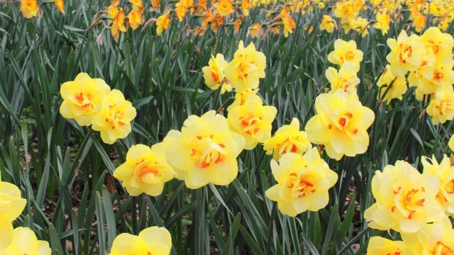 13063180_474430576099248_5398460908808165948_o