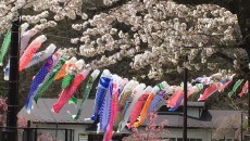 満開の桜とこいのぼり