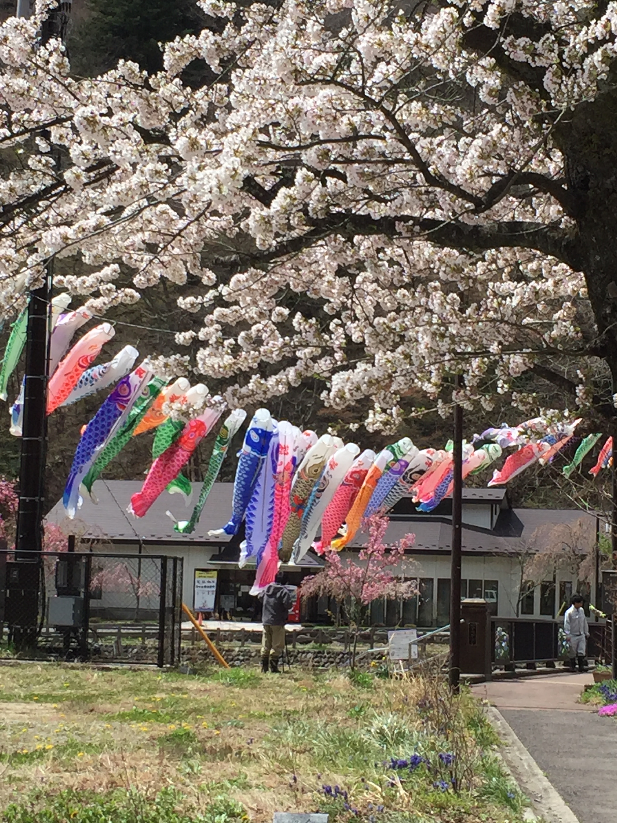 満開の桜とこいのぼり