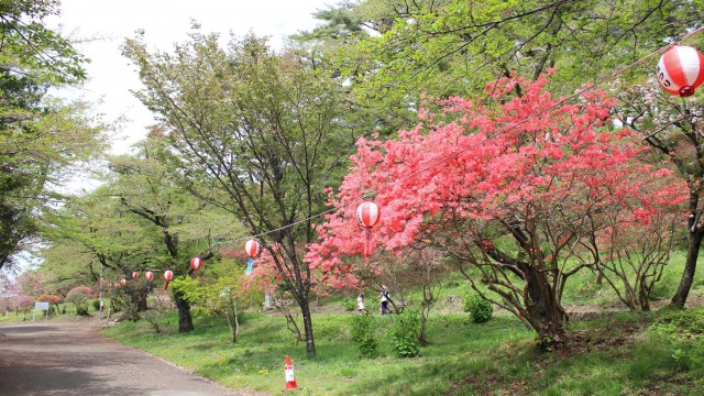 13064501_477483622460610_7728766487500289631_o