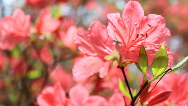 13086626_477483475793958_2482512119193927027_o