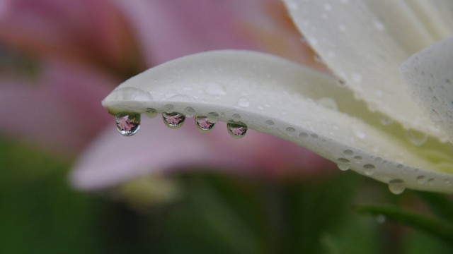 13161919_1115407658519277_2061591962667891904_o