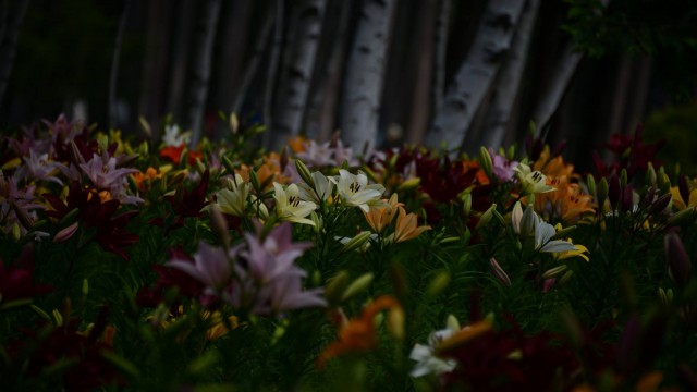 13173343_1115407241852652_8856468194817774327_o