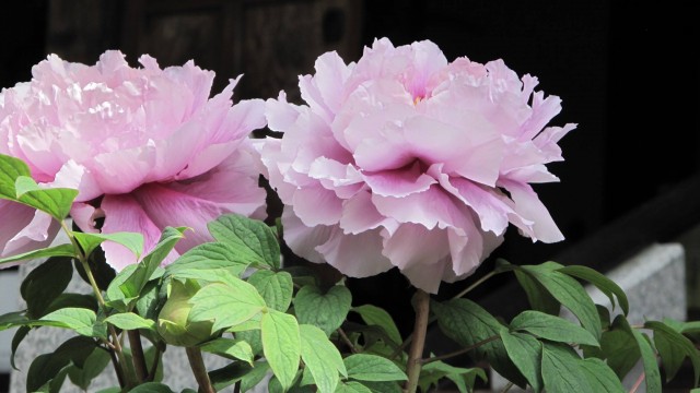 13173366_1730348527177279_93734997821752084_o