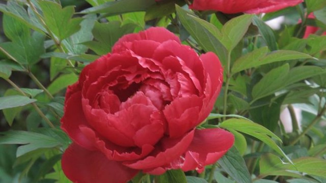 13178657_1730348530510612_7876447042307345864_n