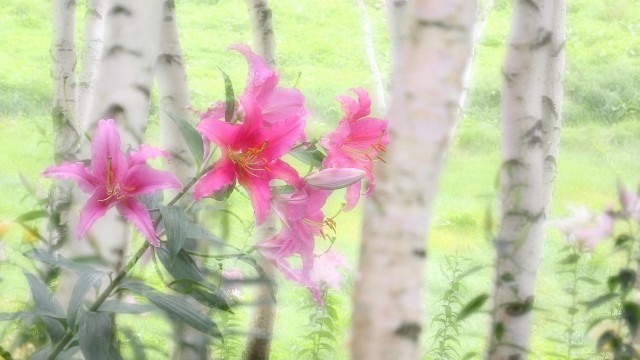 13217457_1115411681852208_4721336288489350753_o