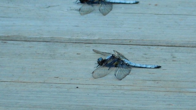 13403312_1011384808916911_1635463844192933695_o