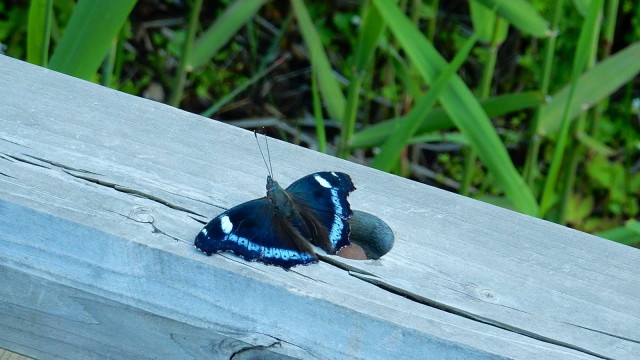 13403857_1011384812250244_8548018650582517268_o