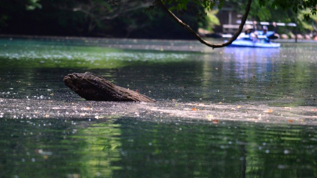 13403931_576814319162679_6242596345745137642_o