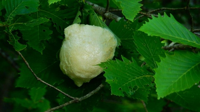 13416738_1011384598916932_6968023327212531381_o