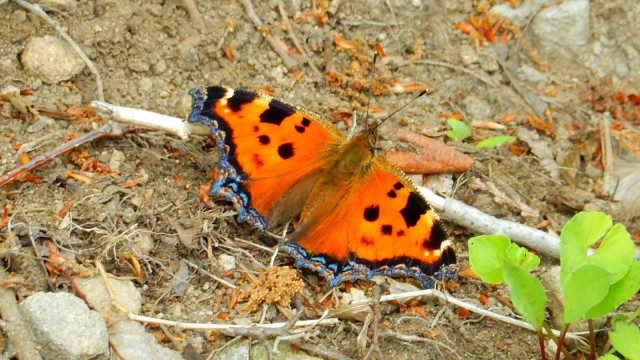 13418565_1011384748916917_5585869205059230572_o