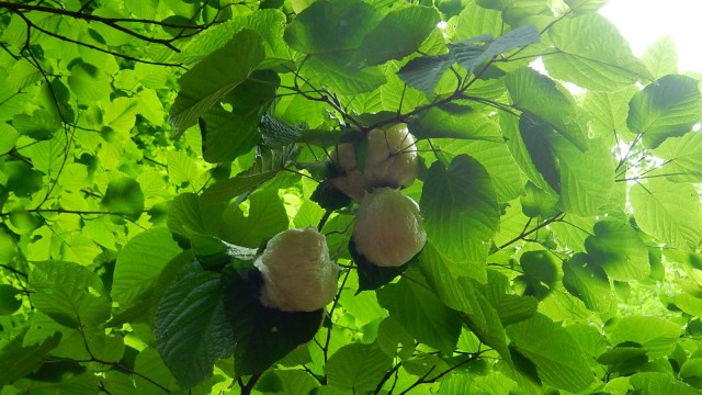 13497627_1016072951781430_8198536204178431483_o