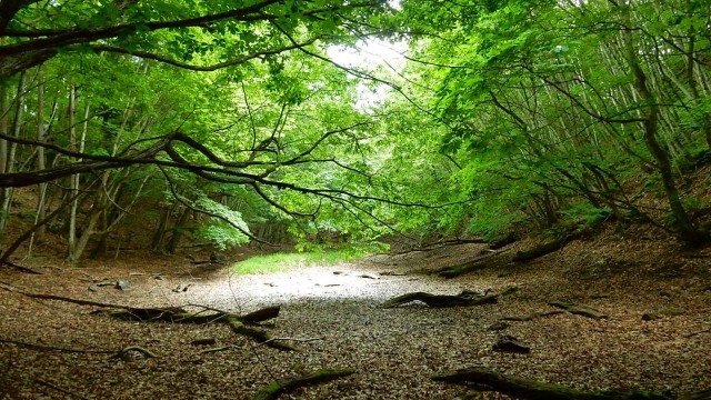 13497648_1016072958448096_7216244482276854337_o