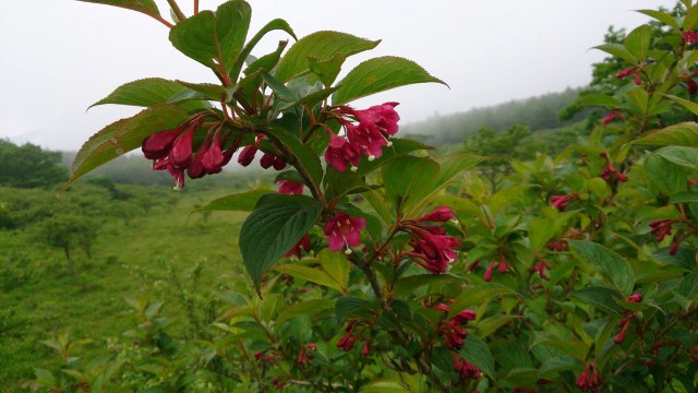 13498060_1796897830542681_7137030086115832644_o