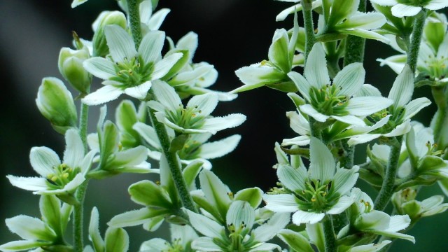 13498127_1019245214797537_7863487603641372832_o