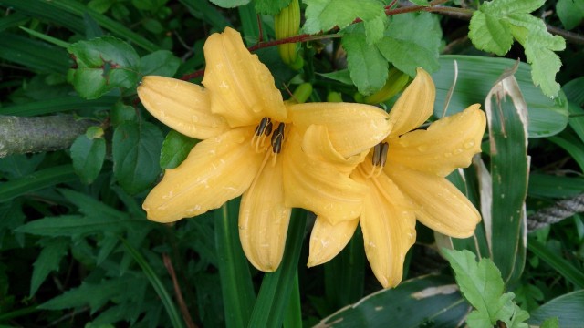 13498131_1796897770542687_1103194808161741315_o