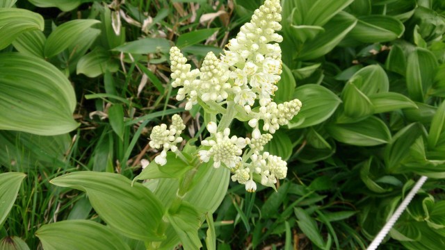 13522807_1796897667209364_5931742451436735927_o