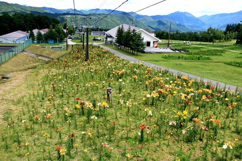 7 20 ハンターマウンテン塩原ゆりパーク 白樺早咲エリアが見ごろです 那須塩原の観光情報 公式 ココシル那須塩原