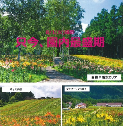 ゆりパークは開花の最盛期 ８月５日現在 那須塩原の観光情報 公式 ココシル那須塩原