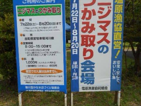 ニジマス１