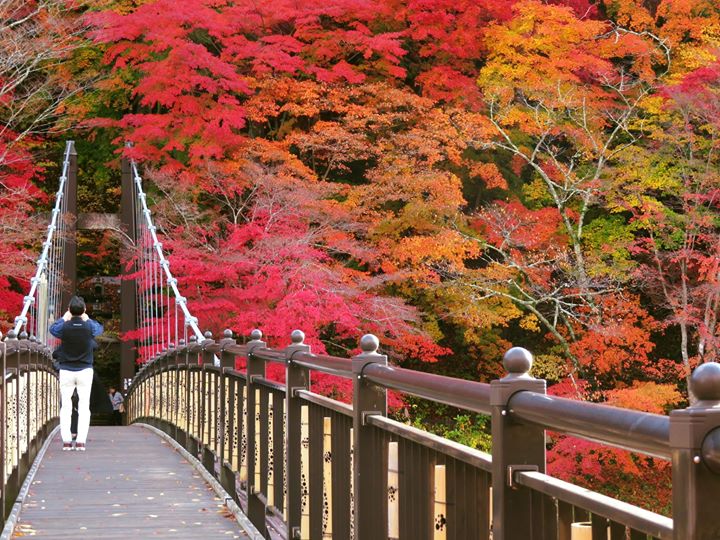 今日の紅の吊橋です 那須塩原の観光情報 公式 ココシル那須塩原