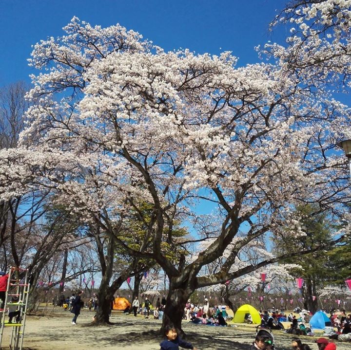 本日4 13の黒磯公園の様子 那須塩原の観光情報 公式 ココシル那須塩原