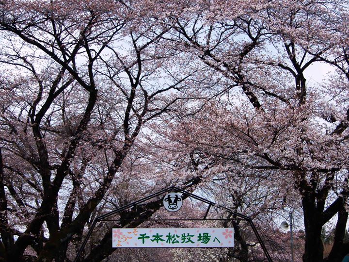 塩原周辺で一番人気の桜名所 千本松牧場の桜が見頃を迎えました 那須塩原の観光情報 公式 ココシル那須塩原